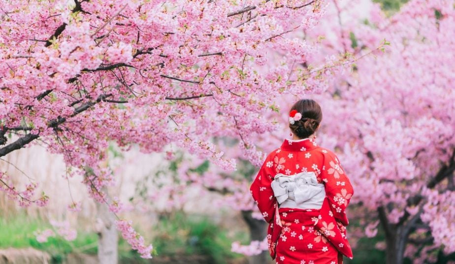 cherry-blossom-japonia