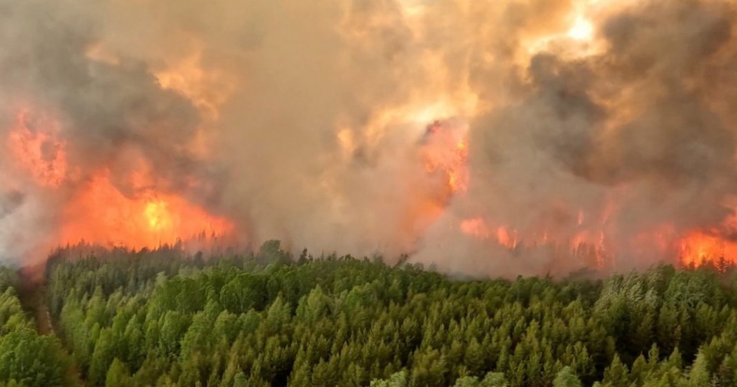 incendii Canada pădure vegetație