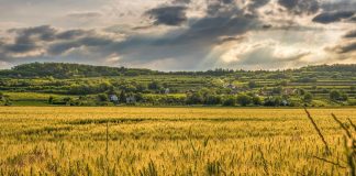 Val de căldură în plină toamnă. ANM anunță 35 de grade în aproape jumătate de țară AMN grâu culturile toamnă