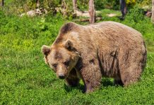 Bilanț îngrijorător în Brașov: 25 de alerte la 112 și al treilea urs împușcat în luna mai