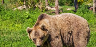 Bilanț îngrijorător în Brașov: 25 de alerte la 112 și al treilea urs împușcat în luna mai