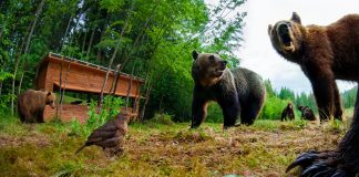 Câți urși vor fi împușcați în 2026? Cota s-a dublat față de anul trecut, potrivit Parlamentului Vacanța