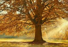 ANM: Temperaturi peste cele normale în România până la jumătatea lunii septembrie