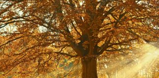 ANM: Val de căldură atipic în România până la jumătatea lunii septembrie
