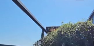 Campanie masivă de înverzire în sectorul 4: Peste 2.000 de copaci, plantați de Totul Verde Totul Verde