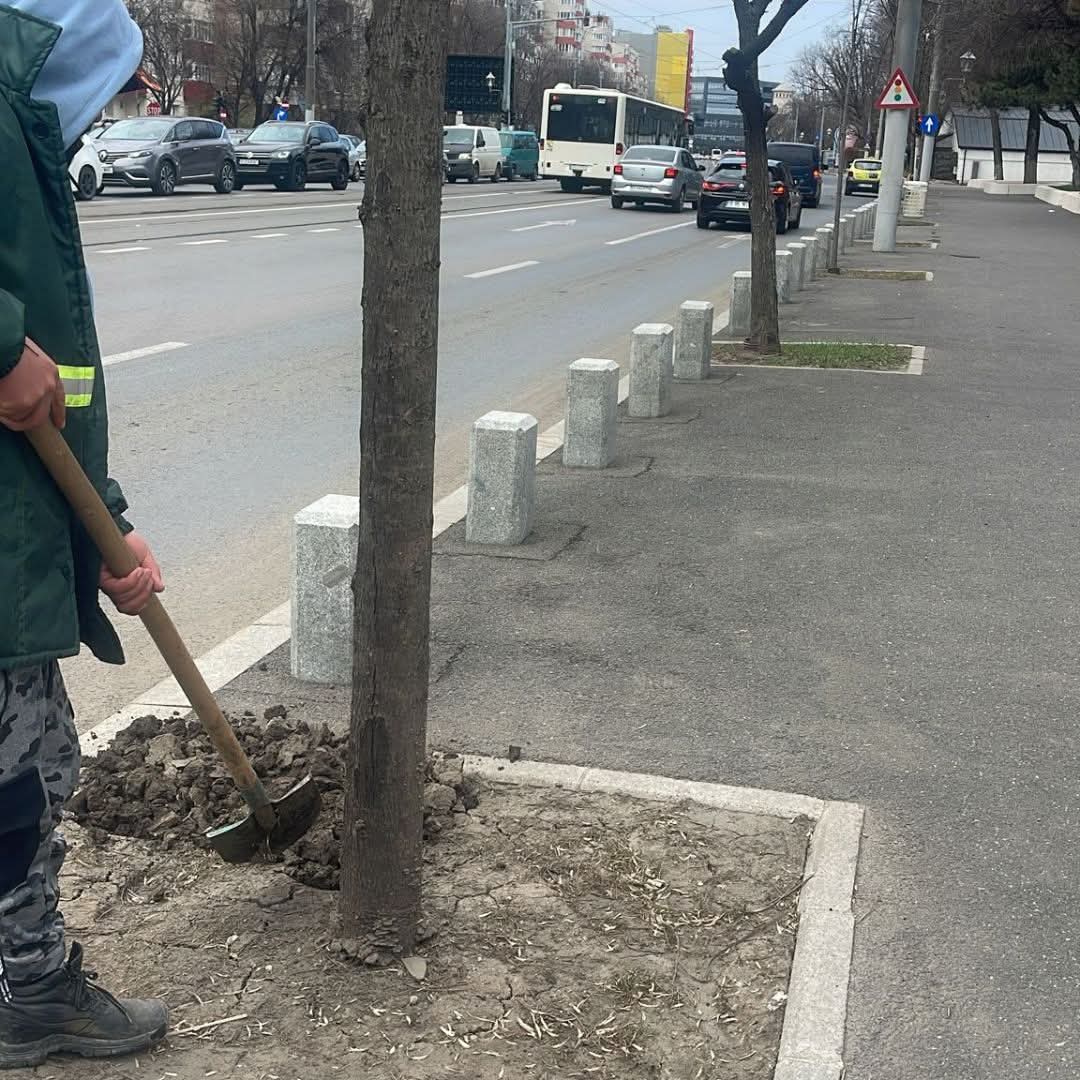 Îngrijirea arborilor