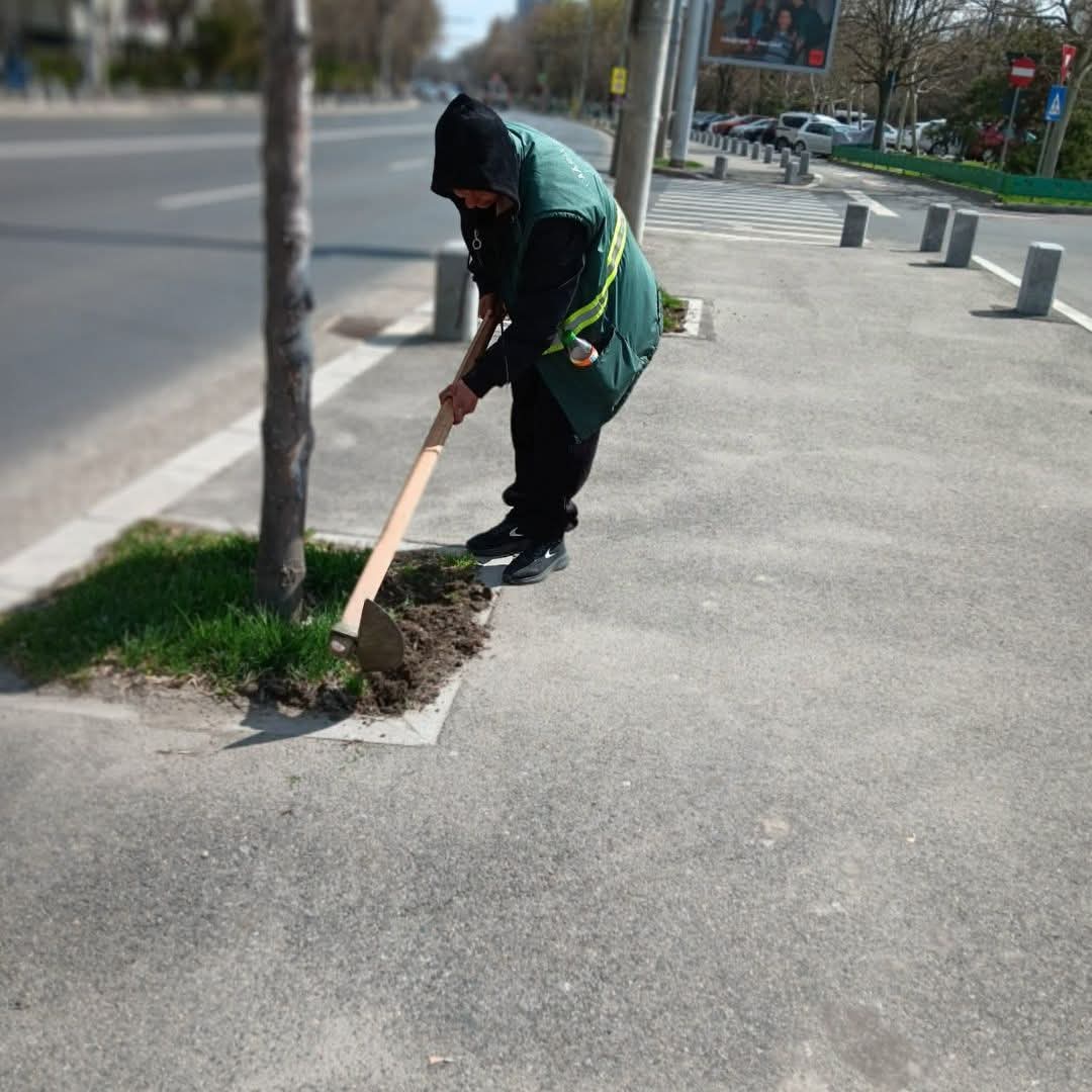 Îngrijirea arborilor