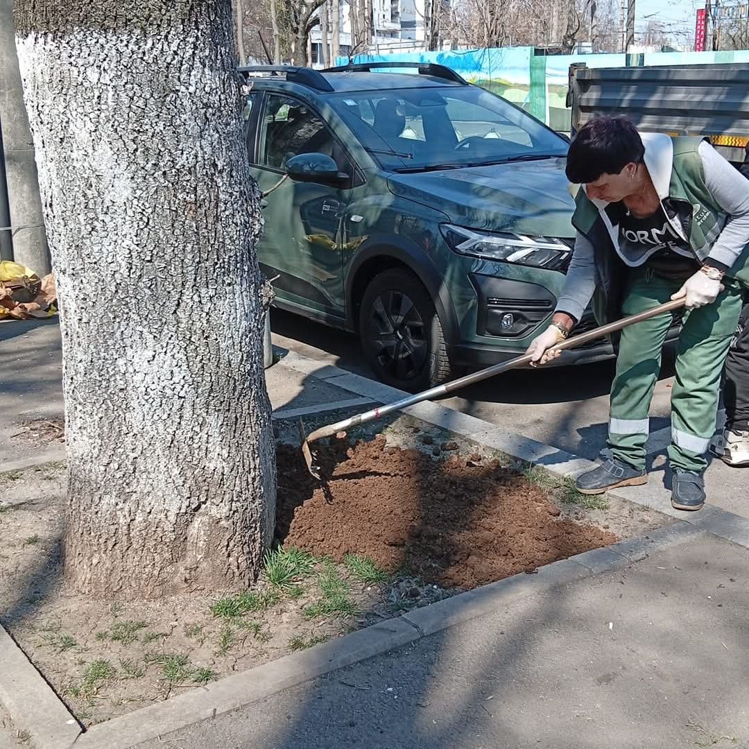 Îngrijirea arborilor