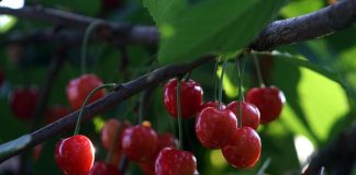 Au apărut primele cireșe în piețe: 180 de lei/kg