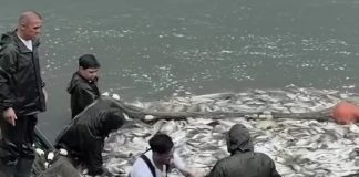Golirea Lacului Herăstrău scoate la suprafață o afacere veche: Ce se întâmplă cu peștele scos din lac