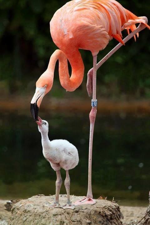 Flamingii roz