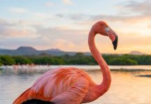 Flamingii roz: de ce păsările care migrează trăiesc mai mult decât cele sedentare Flamingii roz