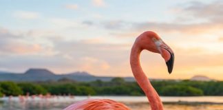 Flamingii roz: de ce păsările care migrează trăiesc mai mult decât cele sedentare Flamingii roz