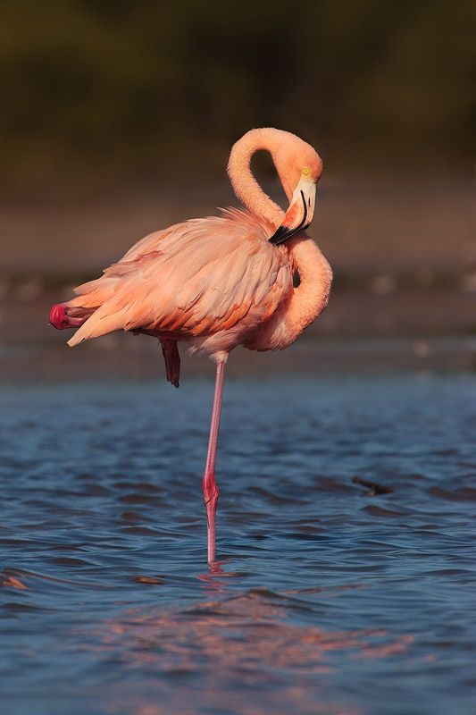 Flamingii roz