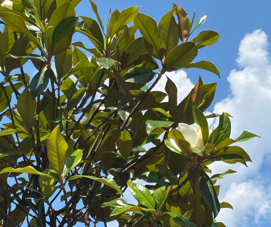 Magnoliile Grandiflora