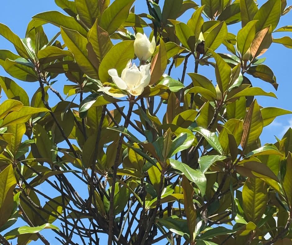 Magnoliile Grandiflora