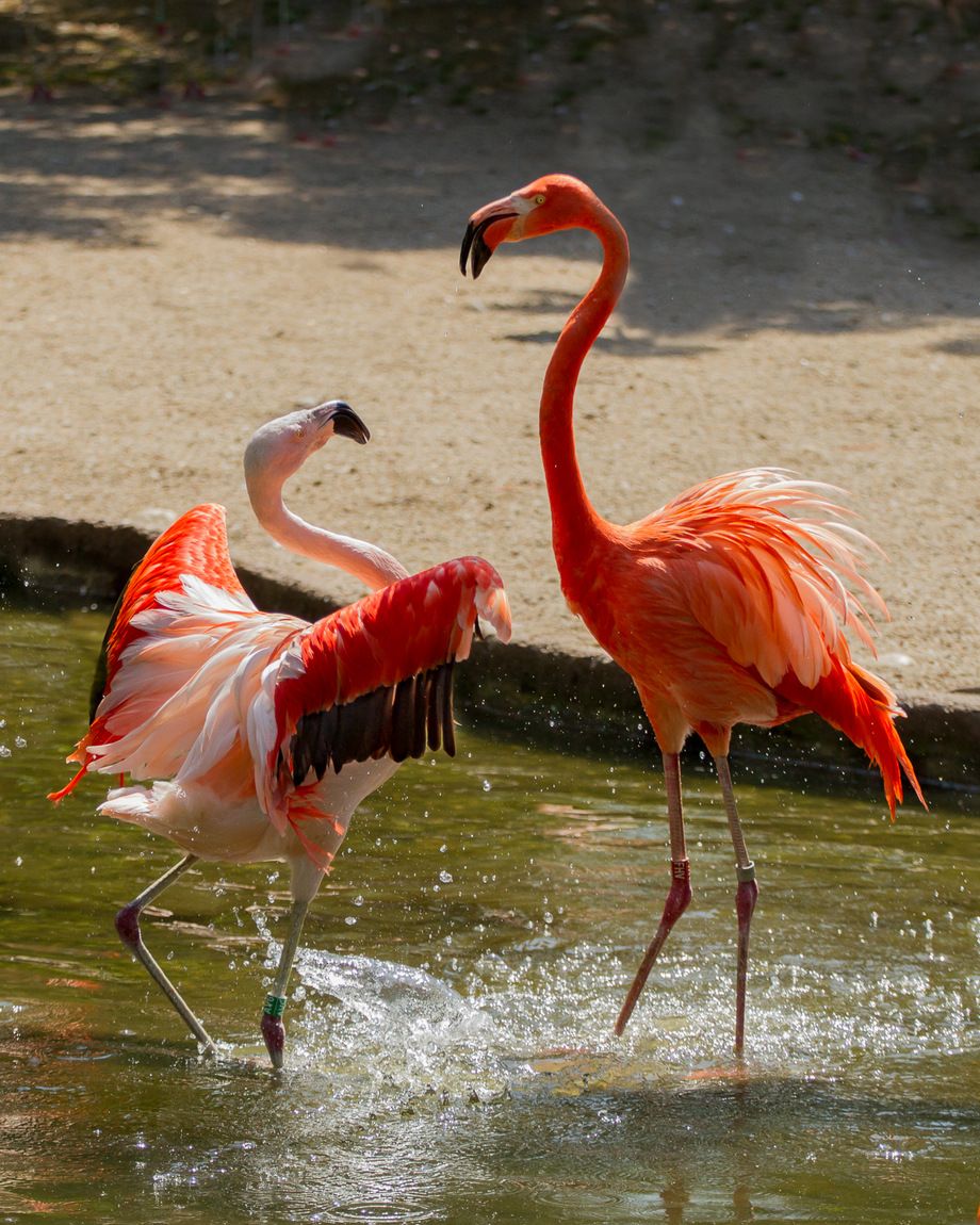 Flamingii roz