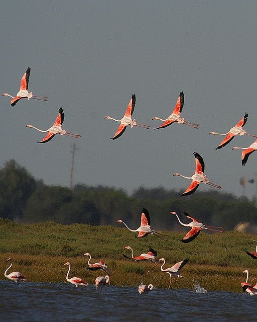 Flamingii roz