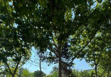 Un nou parc în București. Sute de arbori, zone de sport și foișoare, în peste 30.000 mp de spațiu verde