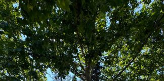 Un nou parc în București. Sute de arbori, zone de sport și foișoare, în peste 30.000 mp de spațiu verde