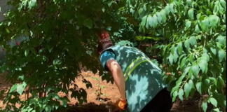 Oază verde pe strada Baladei: Grădini de bloc reamenajate în Sectorul 4