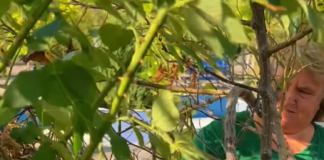 Spații verzi îngrijite în Sectorul 4: Totul Verde S.A. a demarat campania amplă de toaletare și igienizare a vegetației