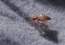 Invazie de ploșnițe la Spitalul Bagdasar-Arseni. Secția de Recuperare, închisă