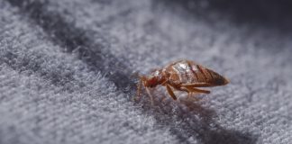 Invazie de ploșnițe la Spitalul Bagdasar-Arseni. Secția de Recuperare, închisă