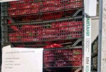 ALERTĂ ANSVSA: Legume de import, vândute ca fiind românești! Depozit din Ilfov închis și 15 tone de marfă confiscate
