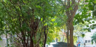 Totul Verde S.A. reamenajează grădinile de bloc din Sectorul 4