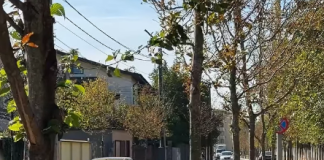 Totul Verde aplică bio-tehnologie arborilor de pe Drumul Jilavei / Care e rezultatul?
