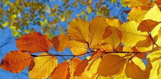 Temperaturi de vară târzie până în noiembrie. ANM a actualizat prognoza